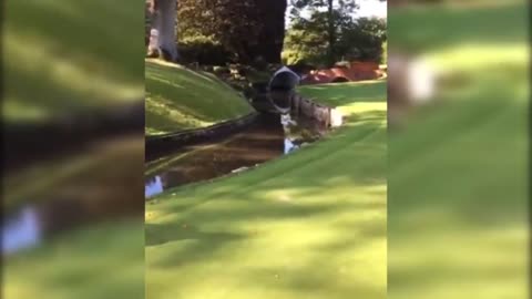 FUNNY GOLF FAILS Clips