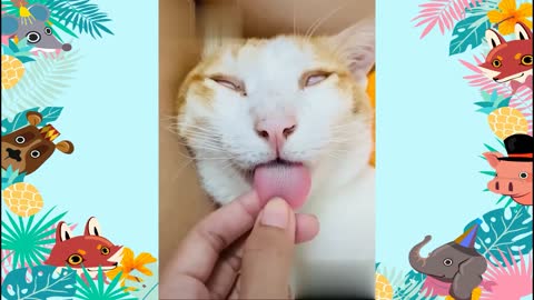 Funny cat lVideos Compilation cute moment of the animals