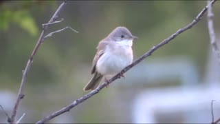 Beautiful song of a little bird.