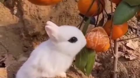 Best Funny Animal Videos of the year (2023),