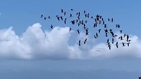 Murmuration of birds - Playa Canoa Curaçao 🇨🇼