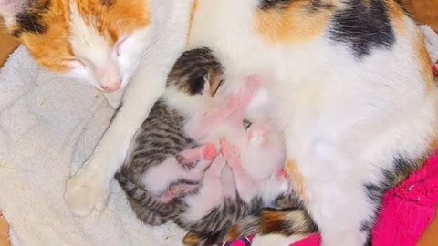 The mother cat gives milk to her kittens. Newborn baby kittens are so cute