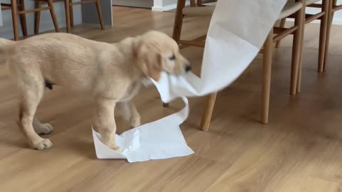 Golden Retriever Puppy Takes Off With Paper Towel Roll