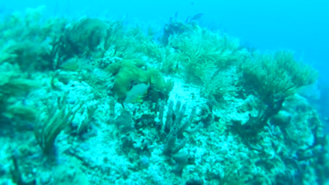 Cancun Mexico Carribean Scuba Diving Part 10