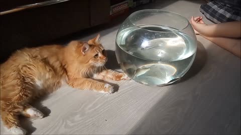 The cat first saw an aquarium with fish