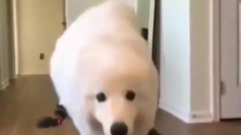 Samoyed walking with shoes on is so funny