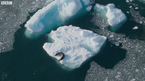 Tiny Penguin Makes a Deadly Dash From Giant Leopard Seal | Seven Worlds, One Planet | BBC Earth