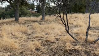 Clearing the land for Constellation Deck Glamping site