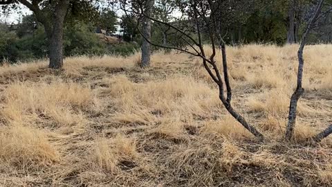 Clearing the land for Constellation Deck Glamping site