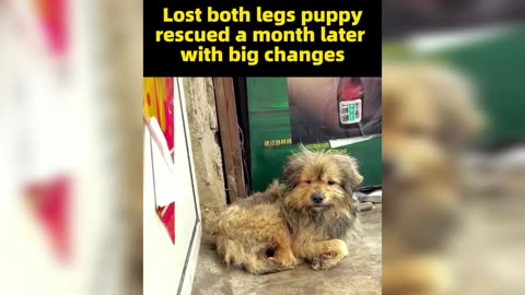 Cute puppy left stranded without legs gets saved at the last moment|Adorable puppy|Rescued|pets|