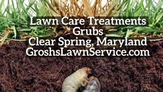 Grubs Clear Spring Maryland Lawn Care Treatments