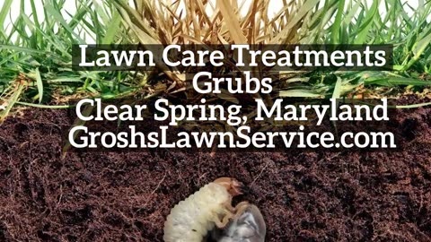 Grubs Clear Spring Maryland Lawn Care Treatments