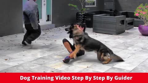 Learn how to trained your dog training in fun & improve brain and physically active