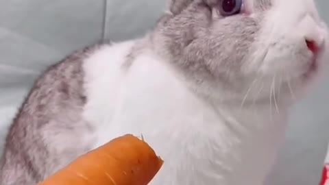 Bunny eating carrots