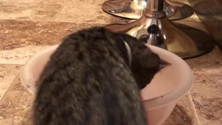 Kitty vs watermelon 🤣