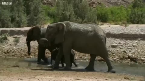 Baby Elephant's Struggle to Survive (Part 3) | Elephant Nomads of the Namib Desert | BBC Earth