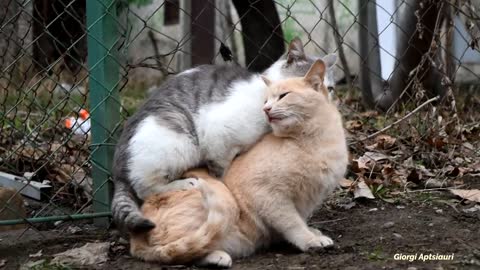 Mating Cats Hard cats