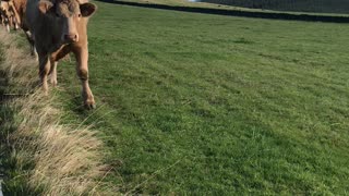 Cute Cow Comes When Called