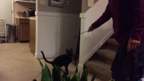 Amazin Black Cat Jumping in Slow Motion