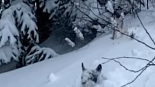 Frenchie Playing in the Powder