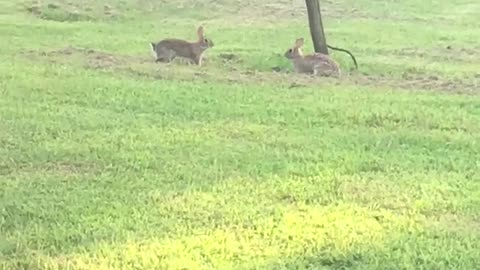 Bunnies Having a Great Time in the Grass