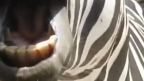 This zebra smiling very funny. 😂😂