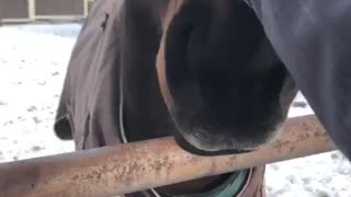 Horse Does All the Work