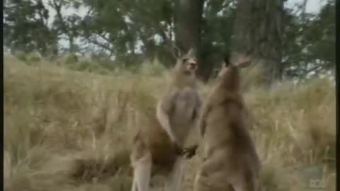 Kangaroo Comedy Bout: Hilarious Boxing Match of the Outback