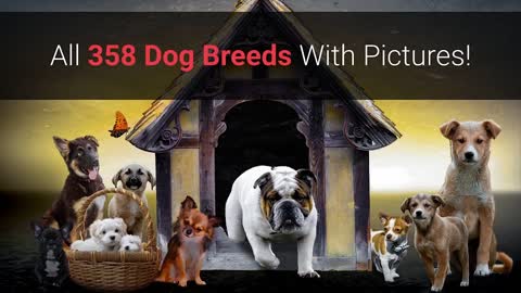 All Dog Breeds A-Z With Pictures! (all 358 breeds in the world)