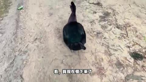 duck walking