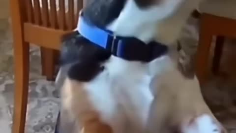 Funny animals 2023😆 - Funniest Cats and Dogs Video🐕🐈192 #shorts