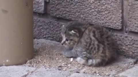cute African wild cat, kittens fell from thier nest, angry mom cat rescue