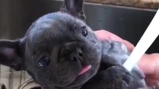 Small black dog french bull dog getting bathed in sink