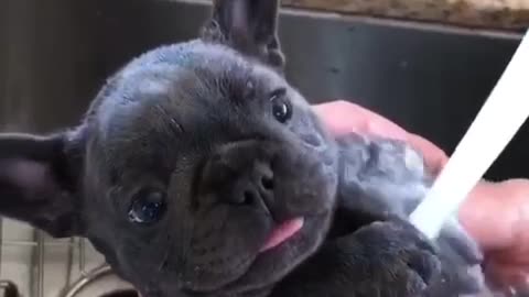 Small black dog french bull dog getting bathed in sink