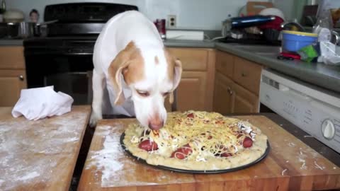 Dog Makes Pizza: Cute Dog Maymo