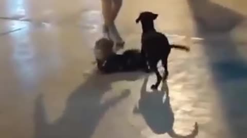 Funny Dog got angry and attacked on Dance