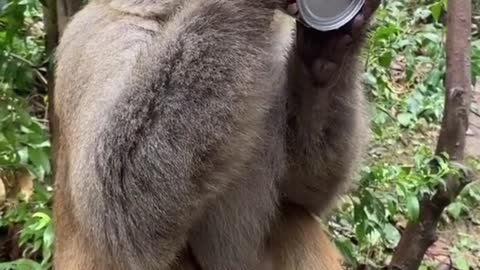 monkey funny reaction (14)