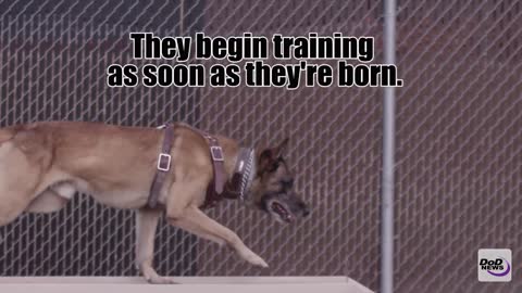 Military Working Dogs