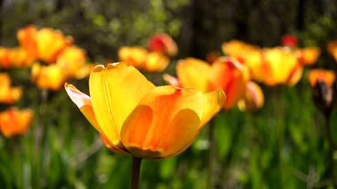 Wild tulips moving with the wind