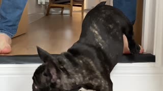 French Bulldog Pulls Funny Faces