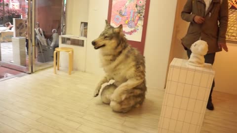 Realistic Wolf suit in the gallery