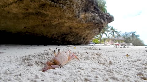 crabs/crabs swimming in water/crabs at the beach/crabs documentary