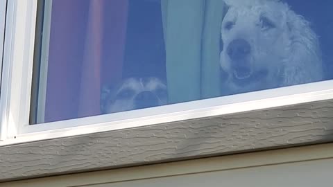 great dane, poodle, pitbull crying cause mom left the house!