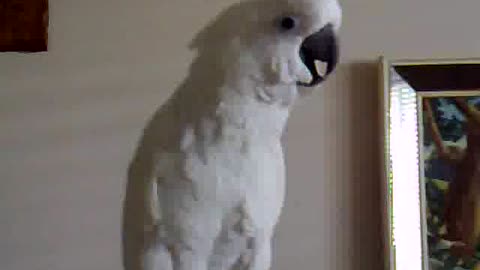 Singing with Cockatoo parrot