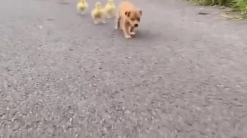 Walk the dog walk the duck