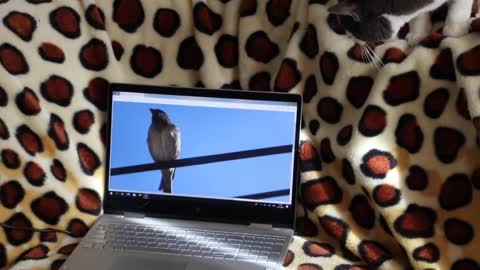 Funny Cat watch bird on laptop