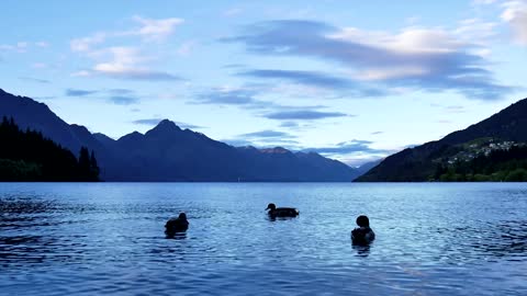 ducks resting in the water