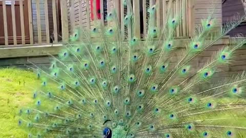 Have you seen a dancing peacock? What a proud bird