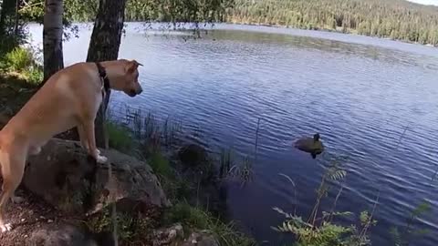 Dog Lets Troll Know Who's Boss!