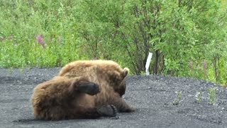 Grizzly Uses Road to Scratch His Back
